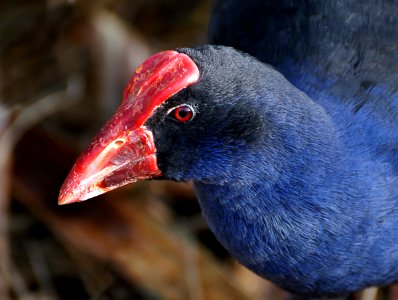 Pukeko NZ Swamp Hen. (Porphyrio porphyrio) photo