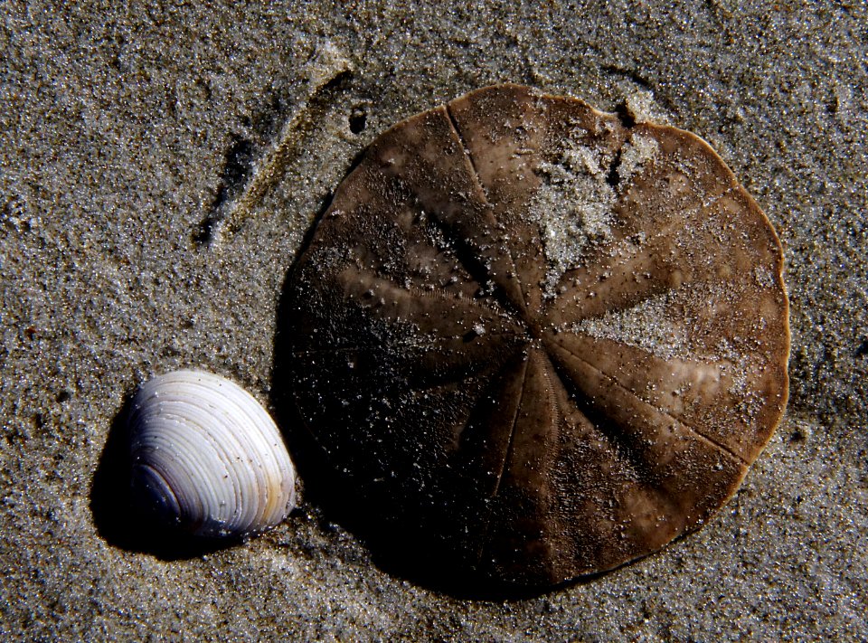 Sea Shells Sand dollar. photo