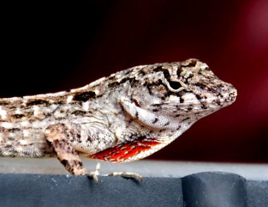Brown anole Gecko. photo