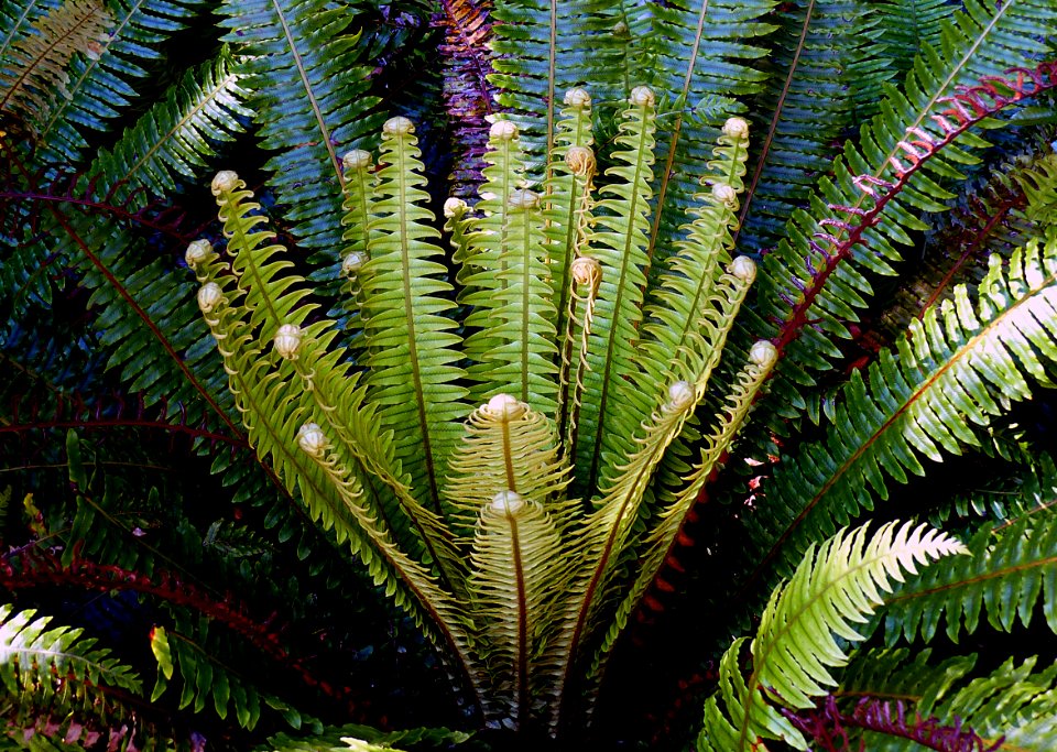 Crown Fern. (Blechum discolor)