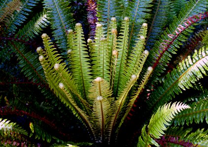 Crown Fern. (Blechum discolor)
