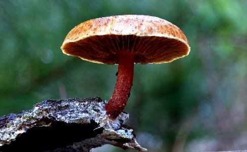 Gilled mushroom on wood.Cortinarius sp.