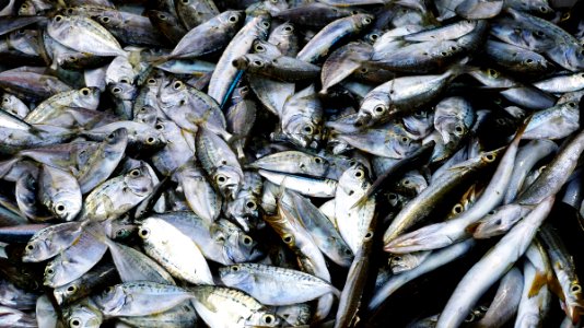 The daily catch. Ilocos Norte.