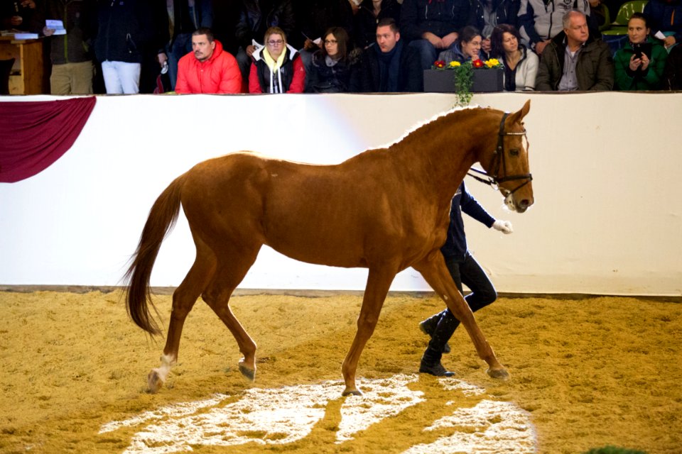 Icare d Olympe AA 20162339