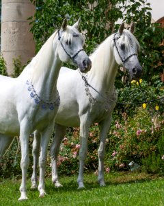 Shafali-Dukna OS173444