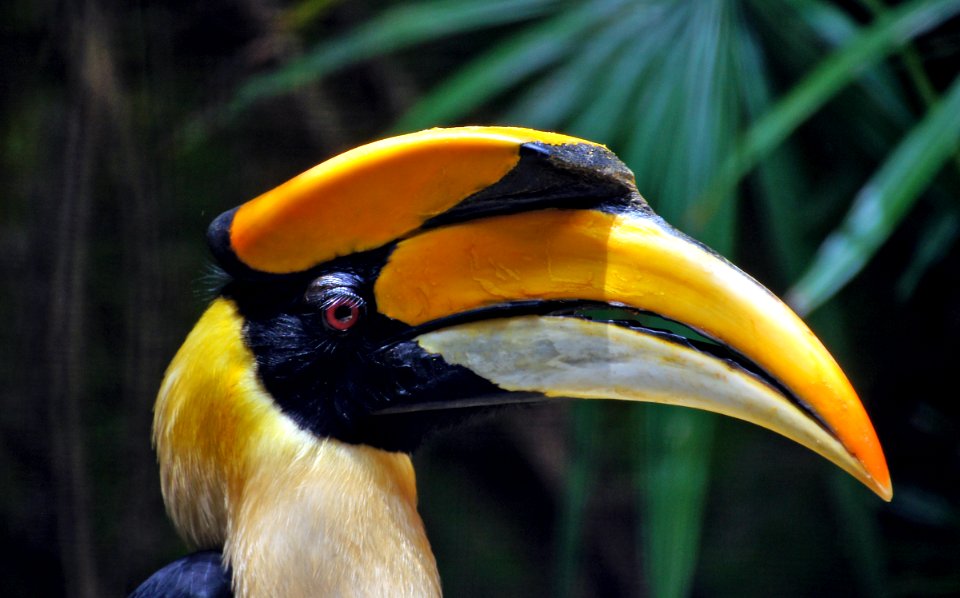 Great Indian Hornbill. Great Indian Hornbill.