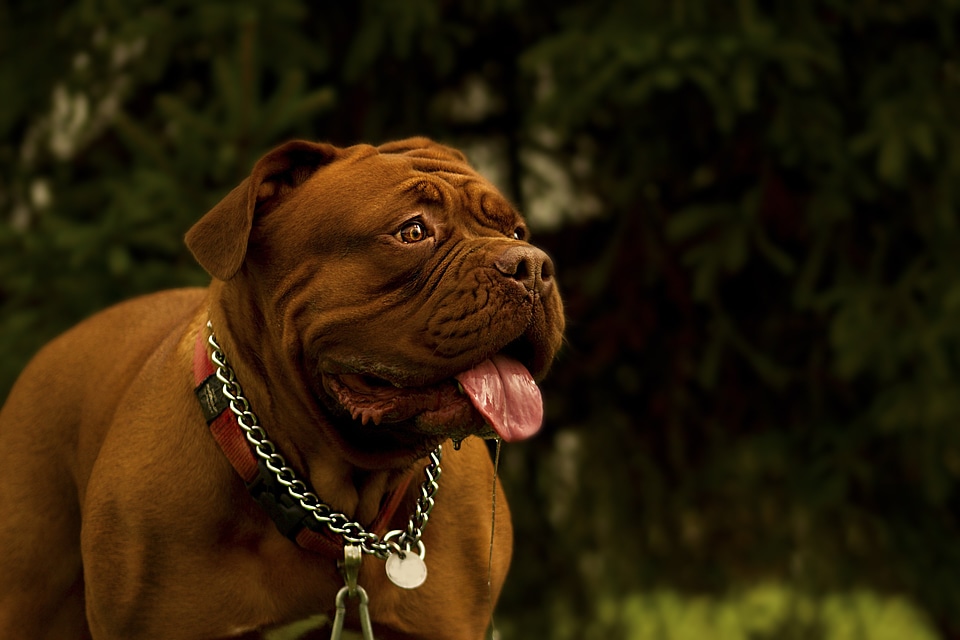 Dogue background bulldog