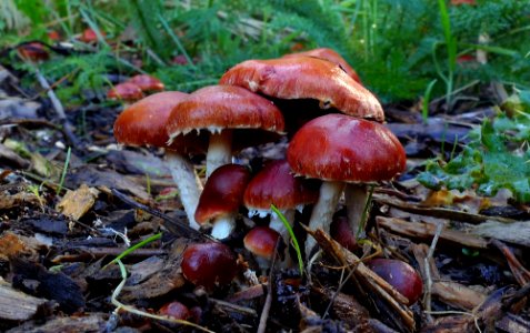 Redlead Roundheads (Stropharia aurantiaca) photo