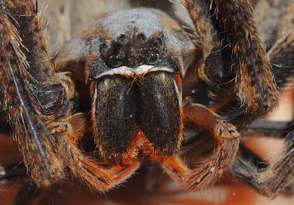 Arachnid scary rain spider