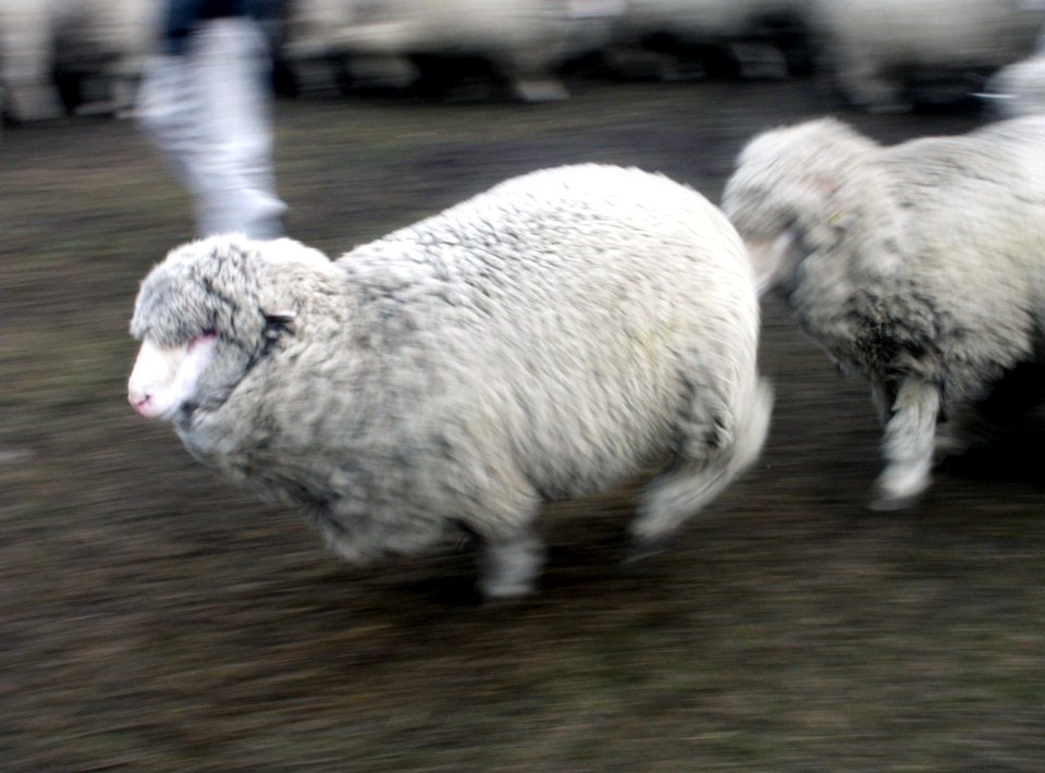 Sheep on the move.