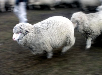 Sheep on the move. photo