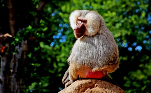 Hamardrys Baboon. photo