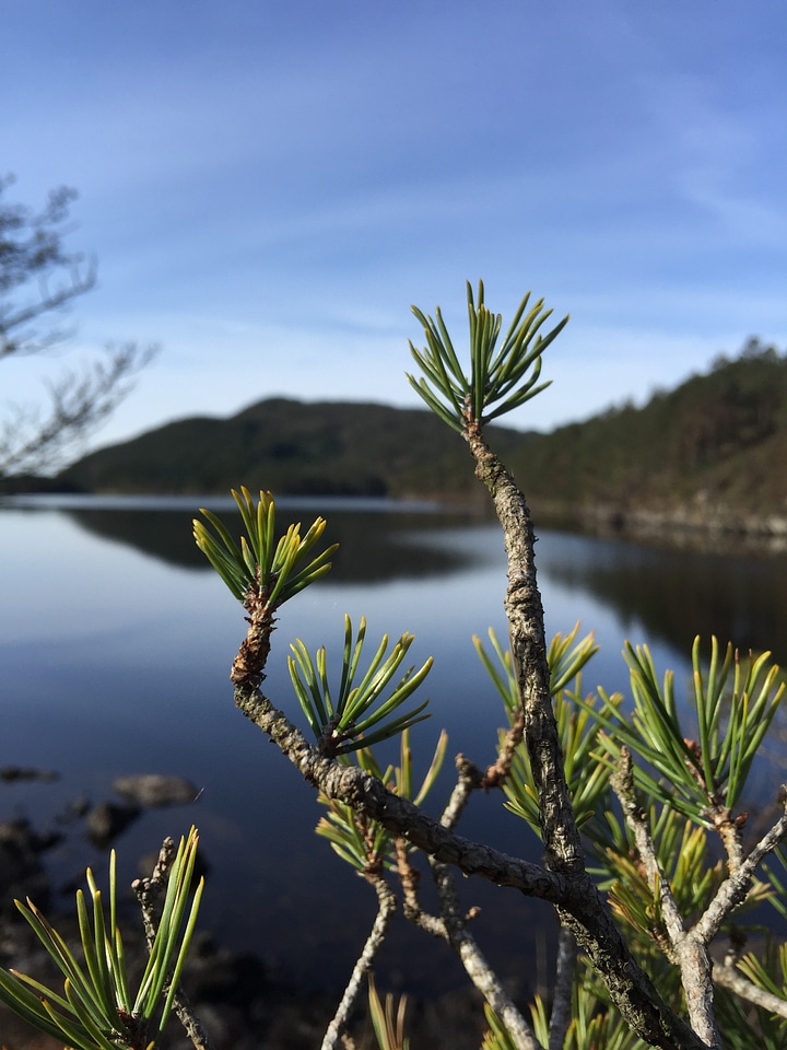 Blue sky forest spring