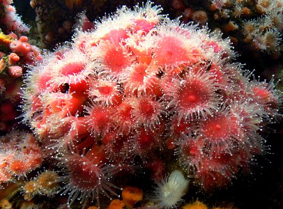 Monterey Aquarium.Sea anemones photo