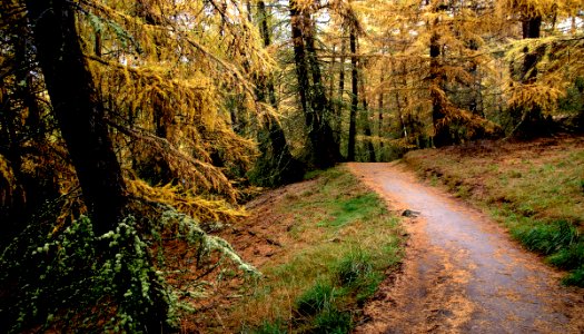 A walk through the larches.