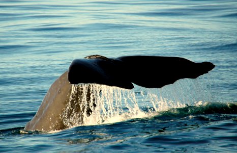 Sperm whale fluke. photo