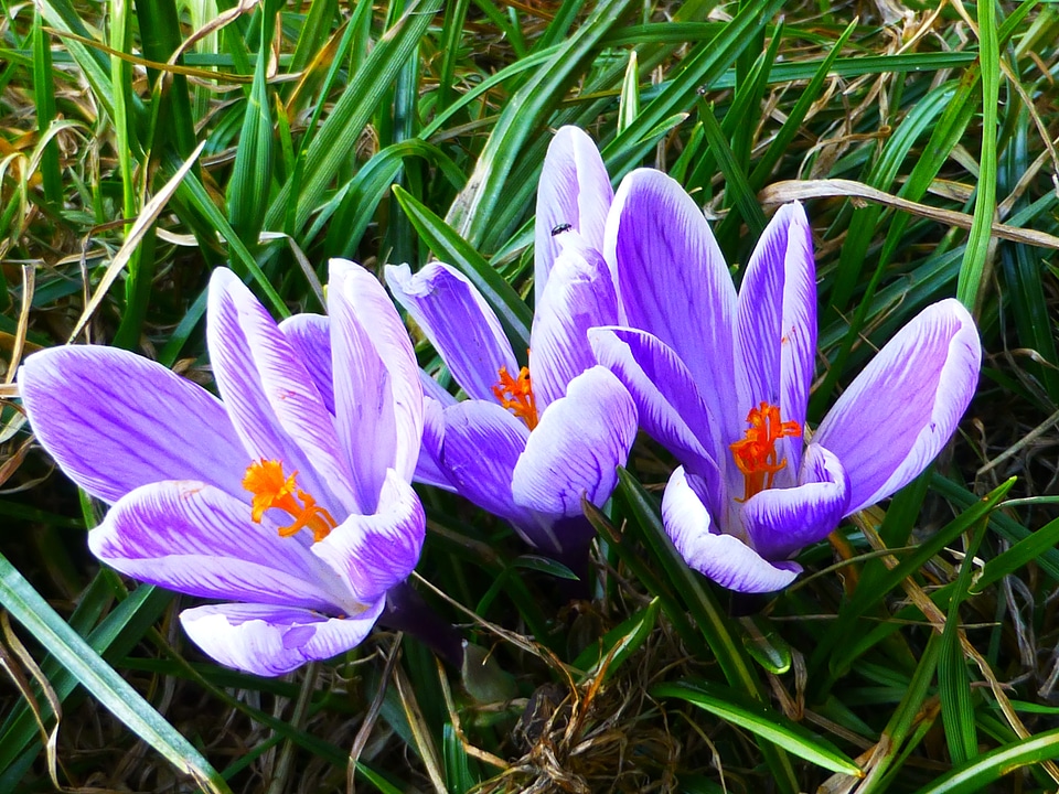 Crocus snowdrops flowers photo