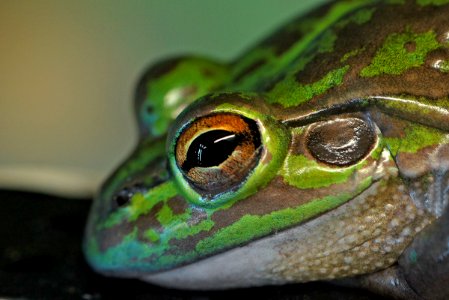 Green Bell Frog photo