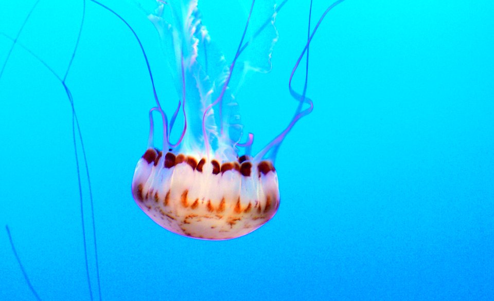 Monterey Aquarium. Jelly Fish