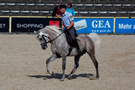 Rasseschau 20169856
