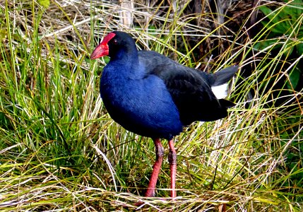 Pukako.swamphen (Porphyrio melanotus) NZ
