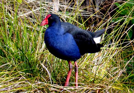 Pukako.swamphen (Porphyrio melanotus) NZ photo