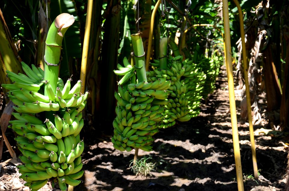 Produção de banana
