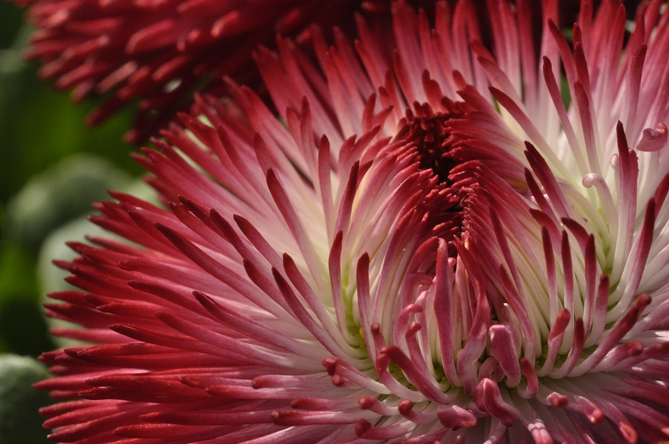 Red white abstract