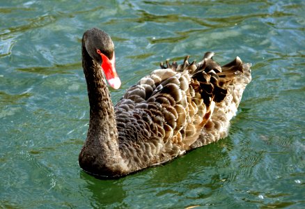 Black Swan. photo