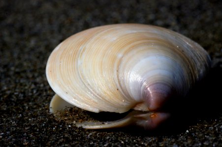 Dosinia anus (ringed venus shell) photo