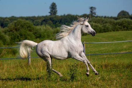 Dschesim 20164910