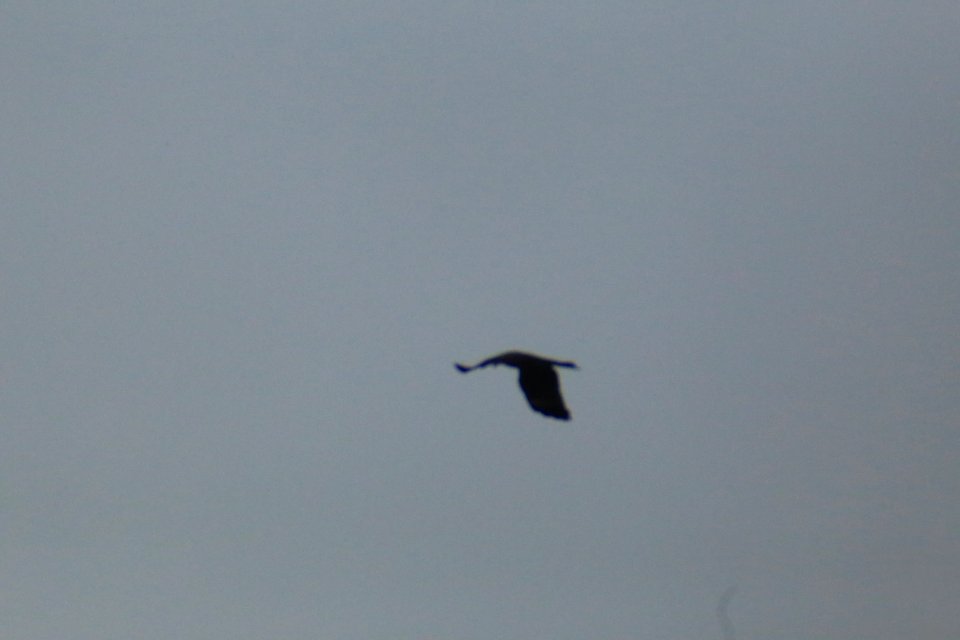 IMG 4369