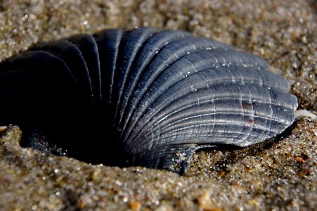 Black scallop shell.