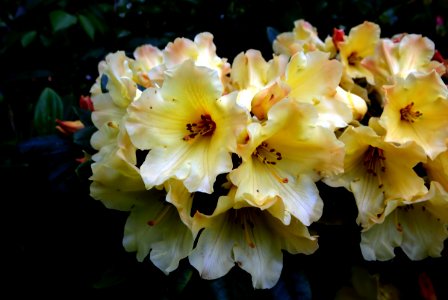 Rhododendron Nancy Evans