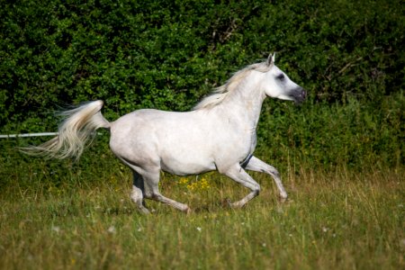 Shamao 20163849