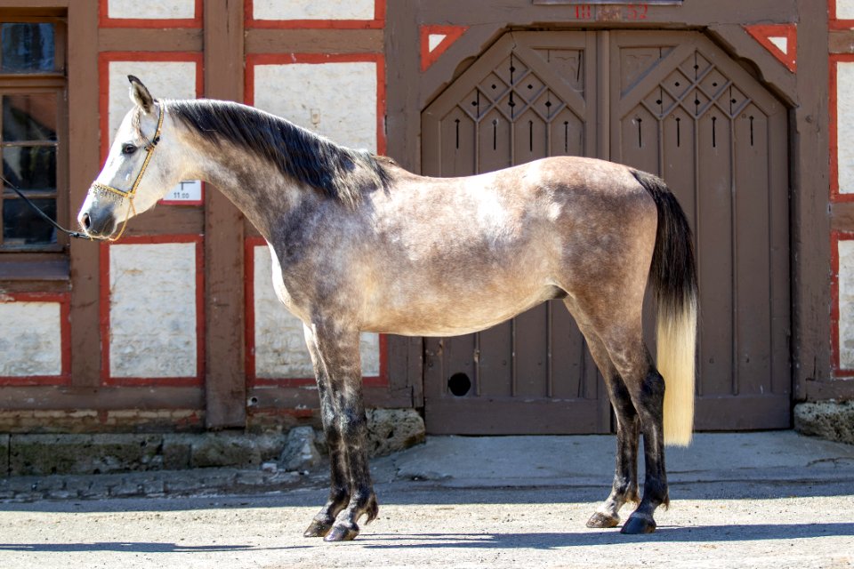 WM Shalimar OS201649