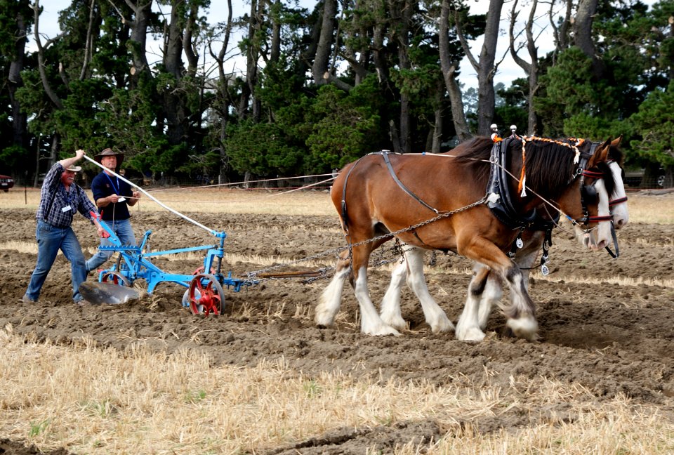 Horse Ploughing (17)