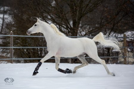 DschehimOSEI2472