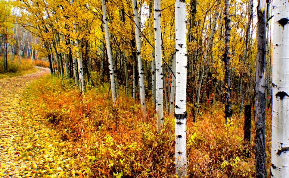 Autumn Calgary Alberta.