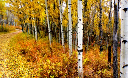 Autumn Calgary Alberta.