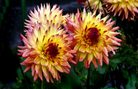 Edna Brown Dahlia. photo