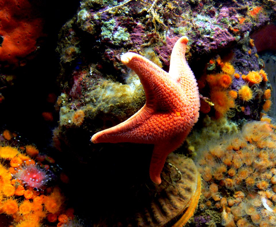 Starfish. photo