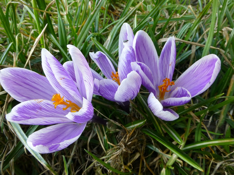 Crocus snowdrops flowers