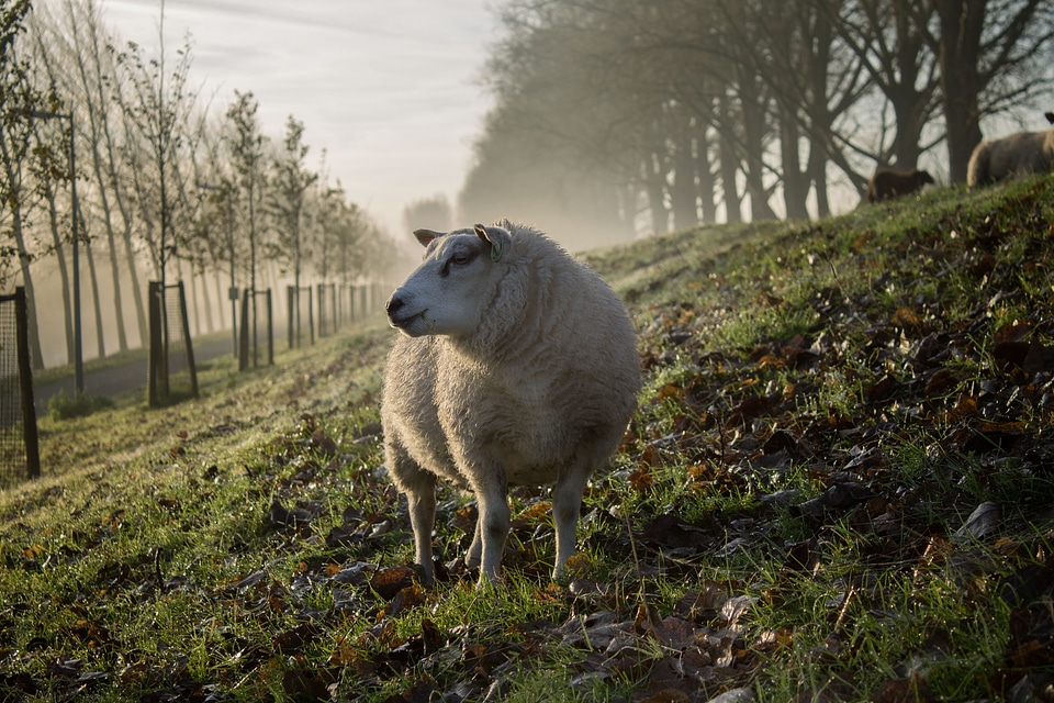 Grass agriculture livestock