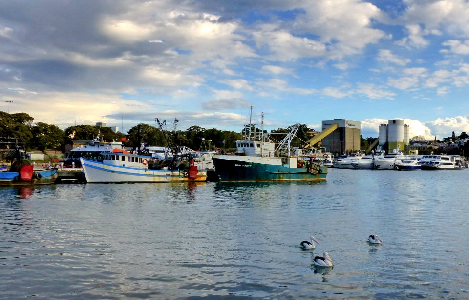 Blackwattle Bay.