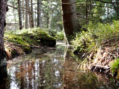 Skogsbäck photo