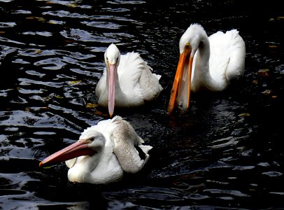Pelicans