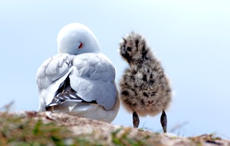 Red billed gull and chick (40) photo