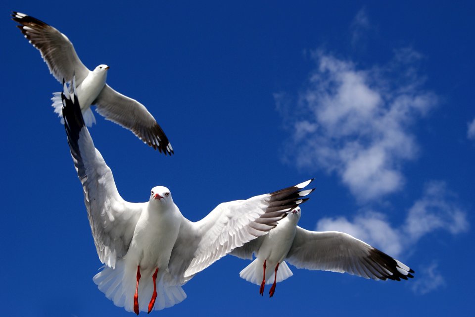 Silver gulls.(Chroicocephalus novaehollandiae)
