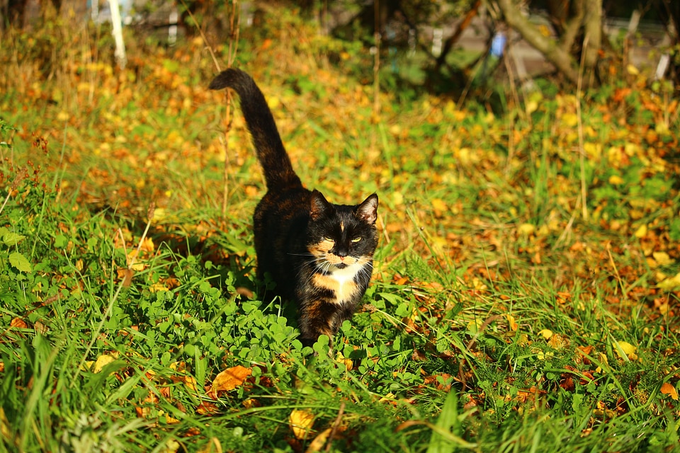 Domestic cat fall foliage three coloured